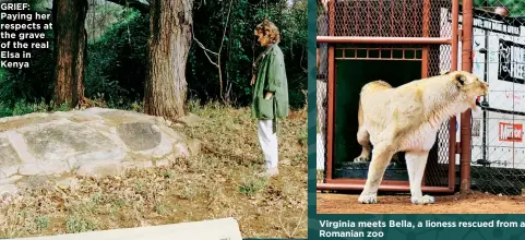  ??  ?? GRIEF: Paying her respects at the grave of the real Elsa in Kenya
Virginia meets Bella, a lioness rescued from a Romanian zoo