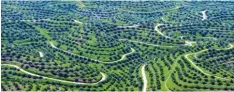  ?? Foto: Bagus Indahono, dpa ?? Die Palmöl Pflanzen wachsen auf riesigen Plantagen. Das Problem: Wo heute Palmen stehen, war noch bis vor kurzem Regenwald.