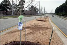  ?? / Doug Walker ?? A series of willow oak trees have replaced dying elm trees in the median of Riverside Parkway. Rome was designated a Tree City USA for the 29th time during Arbor Day ceremonies Friday.