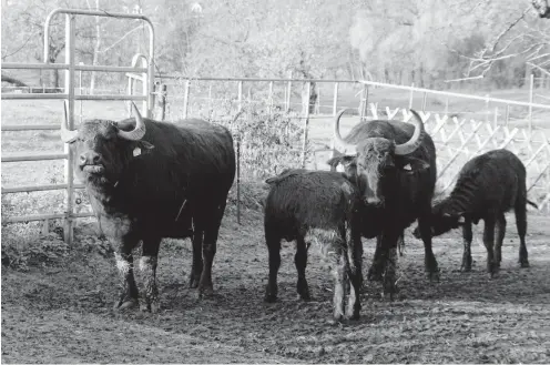  ?? Foto: Harald Lachmann ?? Katrin Lantzschs Wasserbüff­el-Herd