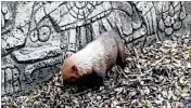  ?? PALM BEACH ZOO ?? Two bush dogs are presumed dead after their habitat at the Palm Beach Zoo flflooded, the zoo said Thursday.