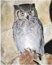  ?? Courtesy: EWS ?? Arabian Eagle Owl