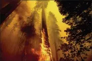  ?? NOAH BERGER - THE ASSOCIATED PRESS ?? Flames burn up a tree as part of the Windy Fire in the Trail of 100Giants grove in Sequoia National Forest, Calif., on Sept. 19. Sequoia National Park says lightning-sparked wildfires in the past two years have killed a minimum of nearly 10,000 giant sequoia trees in California. The estimate released Friday, accounts for 13% to 19% of the native sequoias that are the largest trees on Earth.