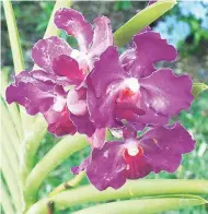  ??  ?? The cattleya orchid.