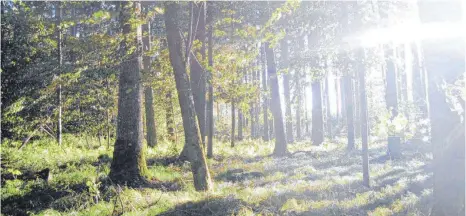  ?? FOTO: ANITA METZLER-MIKUTEIT ?? Der reichliche Regen hat dem Wald gut getan.