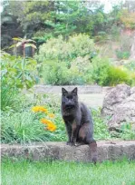  ??  ?? Railway sleepers look great, especially in casual country gardens, and are good sitting spots for cats.