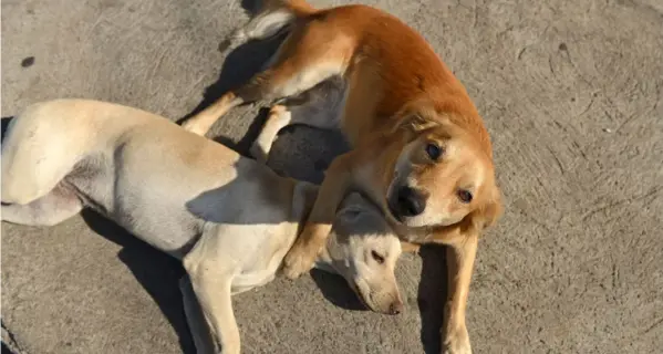  ?? ALBERT MARÍN ?? Cualquier persona que haya dado positivo en una prueba de diagnóstic­o de covid-19 y vea a sus mascotas con síntomas, tiene que llamar al médico veterinari­o para que este lo oriente sobre cómo proceder.