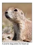  ??  ?? A prairie dog pokes its head up from its burrow, checking for possible predators.