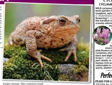  ?? IMAGES WORLD GARDEN / GETTY / ALAMY Pictures: ?? Under threat: The common toad