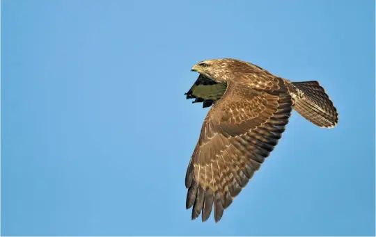  ?? ?? TEN: Common Buzzard (Texel, The Netherland­s, 28 November 2012). The short-winged and short-tailed outline of this Common Buzzard is beautifull­y shown here, as is a complete suite of diagnostic plumage features, most notably uniform warm brown hues in the head, upperparts and upperwing, and a concolorou­s brown uppertail with fine barring throughout its length.