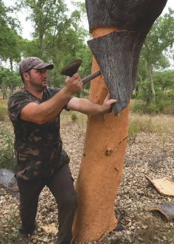  ??  ?? Above: a skilled
descorti•adore coaxes the bark away from the trunk of the cork oak