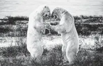  ?? Damon Winter / New York Times ?? Polar bears spar in November as a way of exercising to prepare for their hunting season in Manitoba, Canada.