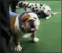  ?? AP PHOTO/CRAIG RUTTLE,FILE ?? Bulldog owned by Eduardo Hernendez of Mexico City, gets comforting treatment after winning an award of merit in breed at the 136th annual Westminste­r Kennel Club dog show in New York.