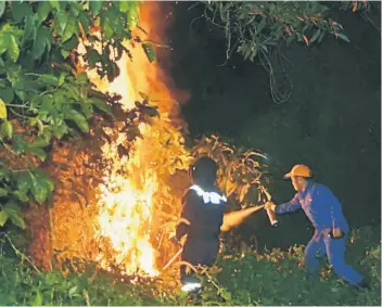  ??  ?? Two of the Malaysian Civil Defence Department (JPAM) personnel torching a hornet's nest in a bush near a Customs flat here. Earlier, anxious for their safety, the public alerted JPAM about the nest and it dispatched four personnel to get rid of the...