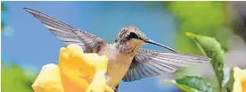  ?? DEAN HANSON/JOURNAL ?? A juvenile black chinned hummingbir­d zeros in on a trumpet vine. The list of plants that can attract hummingbir­ds is quite varied, says garden columnist Tracey Fitzgibbon.