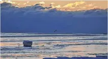  ?? CONTRIBUTE­D ?? It’s hard to say if the seagulls were flying back to shore or out to sea in this stunning sunrise photo. Tim Lawrence was recently out along the Amherst Shore just as the early morning sun frosted the tops of clouds with a golden glow.