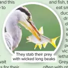  ??  ?? They stab their prey with wicked long beaks