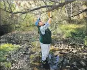  ?? Mel Melcon Los Angeles Times ?? BIOLOGIST ROSI DAGIT inspects a willow tree aff licted by invasive beetles at Topanga Creek in 2017.