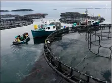  ?? AP PHOTO/ ROBERT F. BUKATY ?? In this July 13 photo, workers position their boats at a Cooke Aquacultur­e salmon farm near Blacks Harbour, New Brunswick. A surge of parasitic sea lice is disrupting salmon farms around the world, infesting salmon farms in the U.S., Canada, Scotland,...
