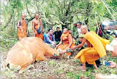  ?? ENVIRONMEN­T MINISTRY ?? A banteng is found trapped in a snare at the Sorng Rukhavorn Wildlife Sanctuary in Oddar Meanchey province. The endangered animal later succumbed to serious wounds despite efforts to save it.