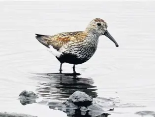  ??  ?? ● Dunlin, a remarkable globetrott­er