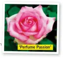  ??  ?? ‘Perfume Passion’