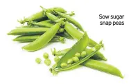  ??  ?? Sow sugar snap peas