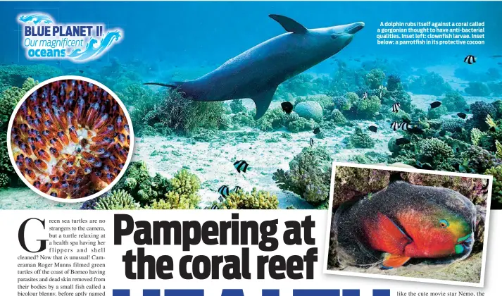  ??  ?? A dolphin rubs itself against a coral called a gorgonian thought to have anti-bacterial qualities. Inset left: clownfish larvae. Inset below: a parrotfish in its protective cocoon