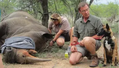  ??  ?? SAVED: Vet Janelle Goodrich prepares a tranquilli­ser antidote after treating this rhino for a poacher’s bullet wound. Mario Cesare crouches alongside, with Malinois tracker dog Saba.