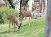  ??  ?? DEER graze on the hotel golf course. A temporary shuttle would travel through the course to the hotel.