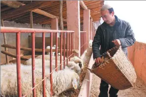  ?? GUO DEXIA / XINHUA ?? A farmer feeds his sheep in the Dongxiang autonomous county, Gansu province, where living standards have risen thanks to poverty-relief efforts.