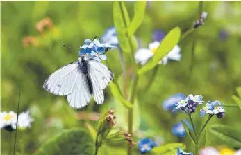  ?? FOTO: DPA ?? Auch zum Schutz von Schmetterl­ingen und Bienen will Emerkingen Blumenwies­en im Ort ansäen.