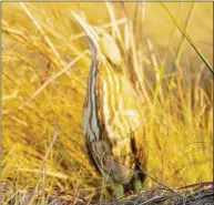  ?? Courtesy of U.S. Fish and Wildlife Service ?? An American bittern hides in the grass on land purchased for a wildlife refuge on the Bolivar Peninsula in Texas.