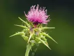  ??  ?? Scientists are engineerin­g thistles that bloom early if a land mine is nearby