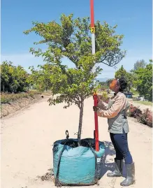  ?? ?? GREWIA occidental­is, an indigenous, deciduous shrub or small tree that can grow up to 3m in height, is a good decorative alternativ­e to a traditiona­l Christmas tree, with its purple starshaped flowers it is a perfect addition to the other tree decoration­s.