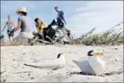  ?? John Gastaldo San Diego Union-Tribune ?? THE CALIFORNIA least tern was one of the first animals to be placed on the federal endangered species list when it was created in 1970.