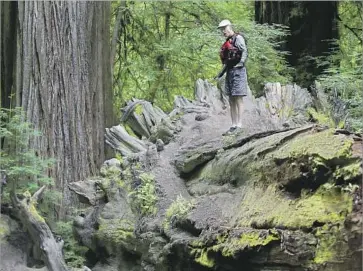  ??  ?? GRANT WERSCHKULL, co-executive director of the Smith River Alliance, stands on a giant fallen redwood tree in the Smith River National Recreation Area in Jedediah Smith Redwoods State Park.