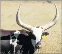  ??  ?? AFRICAN QUEEN: Game Auctions Online will have Queen, a rare Ankole-Watusi cow, on offer at its online auction today