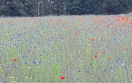  ?? Picture: Dr Andrew Orr. ?? The meadow resplenden­t with flowers just outside Brechin on the back road to East Drums and Ardovie.