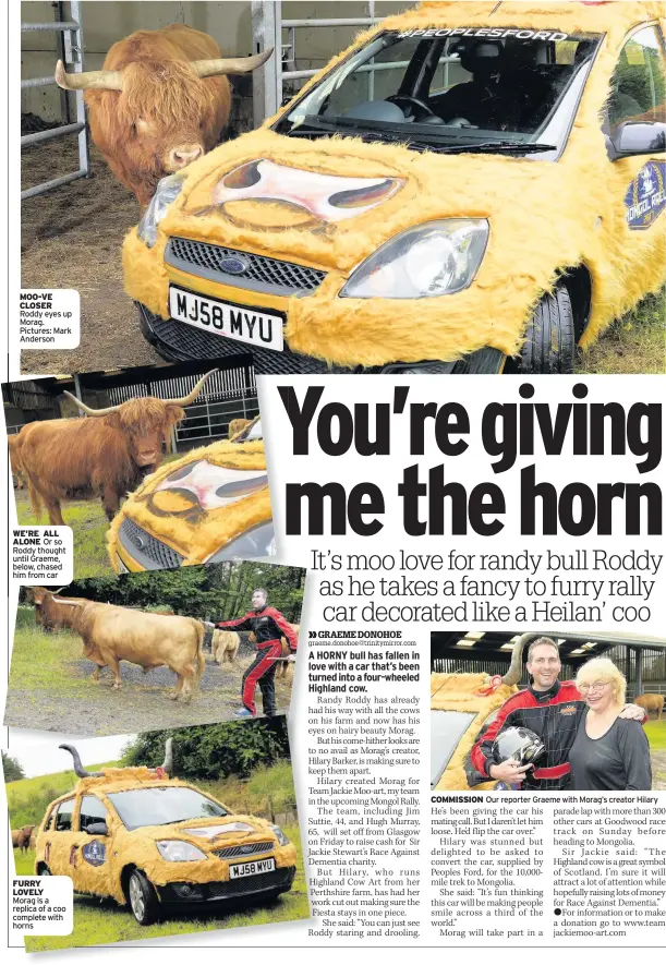  ??  ?? MOO-VE CLOSER Roddy eyes up Morag. Pictures: Mark Anderson WE’RE ALL ALONE Or so Roddy thought until Graeme, below, chased him from car FURRY LOVELY Morag is a replica of a coo complete with horns