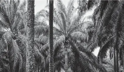  ?? Joshua Paul / Bloomberg ?? These are Nigerian palm trees at the Malaysian Palm Oil Board palm oil plantation in Kluang, Johor, Malaysia.