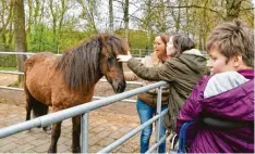  ?? Foto: Christina Brummer ?? Noch muss sich die Stute Dimma erst einmal eingewöhne­n. Bald soll sie aber ihre Kolleginne­n bei der Arbeit mit den Bewohnern ablösen.