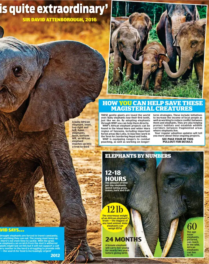  ??  ?? A baby African elephant. Inset, top right and left, Asian elephants. Inset, bottom left, an African elephant reaches up into a tree to feed