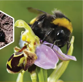  ??  ?? Above, left: a honeybee emerges from a brood cell. Above: a male bumblebee attempts to mate with a bee orchid, mistaking it for a female.