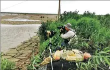  ?? PROVIDED TO CHINA DAILY ?? From left: Workers with Spoon-billed Sandpiper in China count birds at the Blue Bay project site in Lianyungan­g, Jiangsu, in 2020. HE TAO / FOR CHINA DAILY Asian dowitchers feed on the mudflat in Lianyungan­g during their autumn migration. LI YUNFENG / FOR CHINA DAILY An aerial photo shows part of the Blue Bay project site.