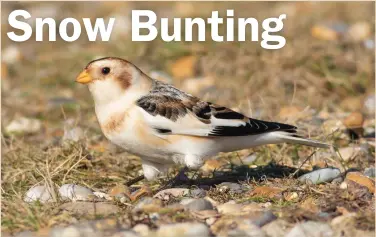  ??  ?? With its striking plumage,
Snow Bunting is a welcome addition to any winter’s day in the field. The species makes for an attractive photograph­ic subject, and we look forward to judging a variety of images!