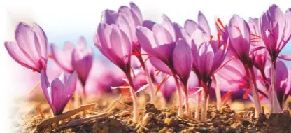  ??  ?? Each delicate purple crocus (right) yields a mere three strands of saffron (top)