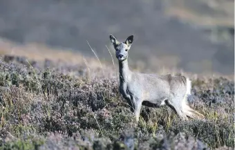  ?? ?? NatureScot has launched a deer aware campaign to warn drivers of the danger of deer collisions during the peak deer collision period.