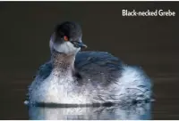  ??  ?? Black-necked Grebe