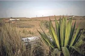  ??  ?? Broken memory: Mgcineni ‘Mambush’ Noki, the ‘man in the green blanket’, has been used to mythologis­e narratives about the Marikana massacre. Trade union Amcu recently built a new house for his family in the Eastern Cape, but his nearby grave lies...